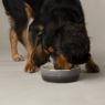 Picture of Scruffs Ombre Ceramic Food Bowl - Grey 13cm x 1