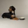 Picture of Scruffs Ombre Ceramic Food Bowl - Grey 13cm x 1
