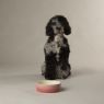 Picture of Scruffs Ombre Ceramic Food Bowl - Pink 15cm x 1