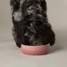 Picture of Scruffs Ombre Ceramic Food Bowl - Pink 15cm x 1