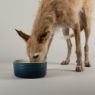 Picture of Scruffs Ombre Ceramic Food Bowl - Blue 19cm x 1