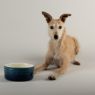 Picture of Scruffs Ombre Ceramic Food Bowl - Blue 19cm x 1