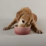 Picture of Scruffs Ombre Ceramic Food Bowl - Pink 19cm x 1