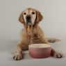 Picture of Scruffs Ombre Ceramic Food Bowl - Pink 19cm x 1