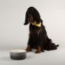 Picture of Scruffs Ombre Ceramic Food Bowl - Grey 19cm x 1