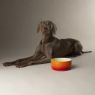Picture of Scruffs Ombre Ceramic Food Bowl - Orange 19cm x 1