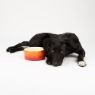 Picture of Scruffs Ombre Ceramic Food Bowl - Orange 19cm x 1