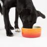 Picture of Scruffs Ombre Ceramic Food Bowl - Orange 19cm x 1