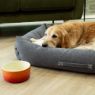 Picture of Scruffs Ombre Ceramic Food Bowl - Orange 19cm x 1