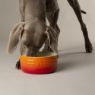 Picture of Scruffs Ombre Ceramic Food Bowl - Orange 19cm x 1