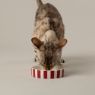 Picture of Scruffs Amalfi Stripe Ceramic Pet Saucer - Red 13cm x 1
