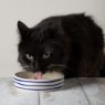 Picture of Scruffs Coastal Ceramic Pet Saucer - Blue Ripple 13cm x 1